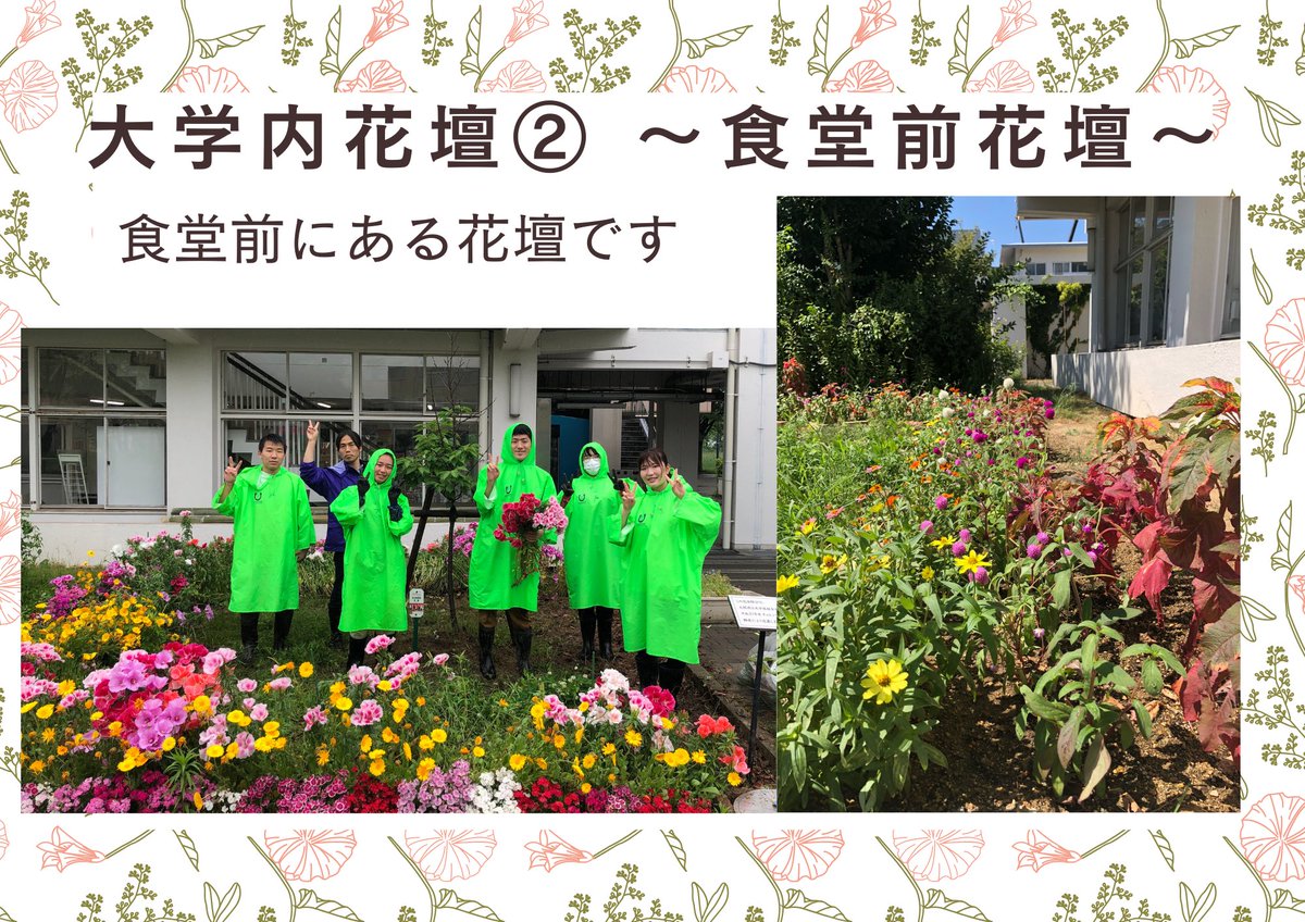 hanapro3's tweet photo. 【💐はなさかプロジェクト活動紹介🌸】
しばらく投稿しておらず申し訳ございません🙇‍♀️
大阪公立大学はなさかプロジェクトです！
大変遅くなりましたが、はなさかプロジェクトの活動紹介を作成したので、ぜひご覧ください✨

#春から大阪公立大学　#春からomu #春からハム大 https://t.co/ZlX6uSLZgq