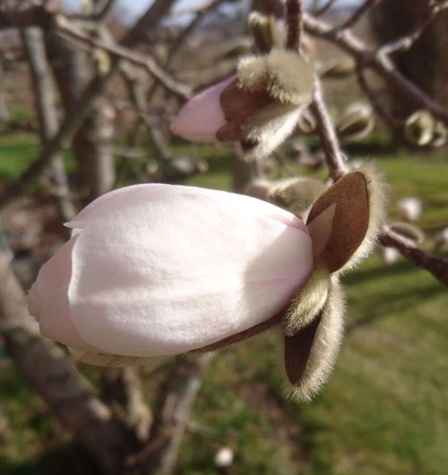 Magnolian Merrill är som vanligt tuff och öppnar sig i vårsolen trots att minusgraderna på morgonkvisten brunfärgar den läckra knoppen.