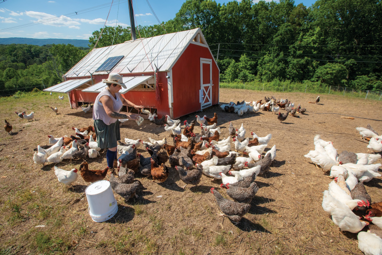 A former roller derby queen skates into farming at Feathers & Fruit, a local egg and fruit farm in Soddy-Daisy. 🐓 tnhomeandfarm.com/agriculture/fe…