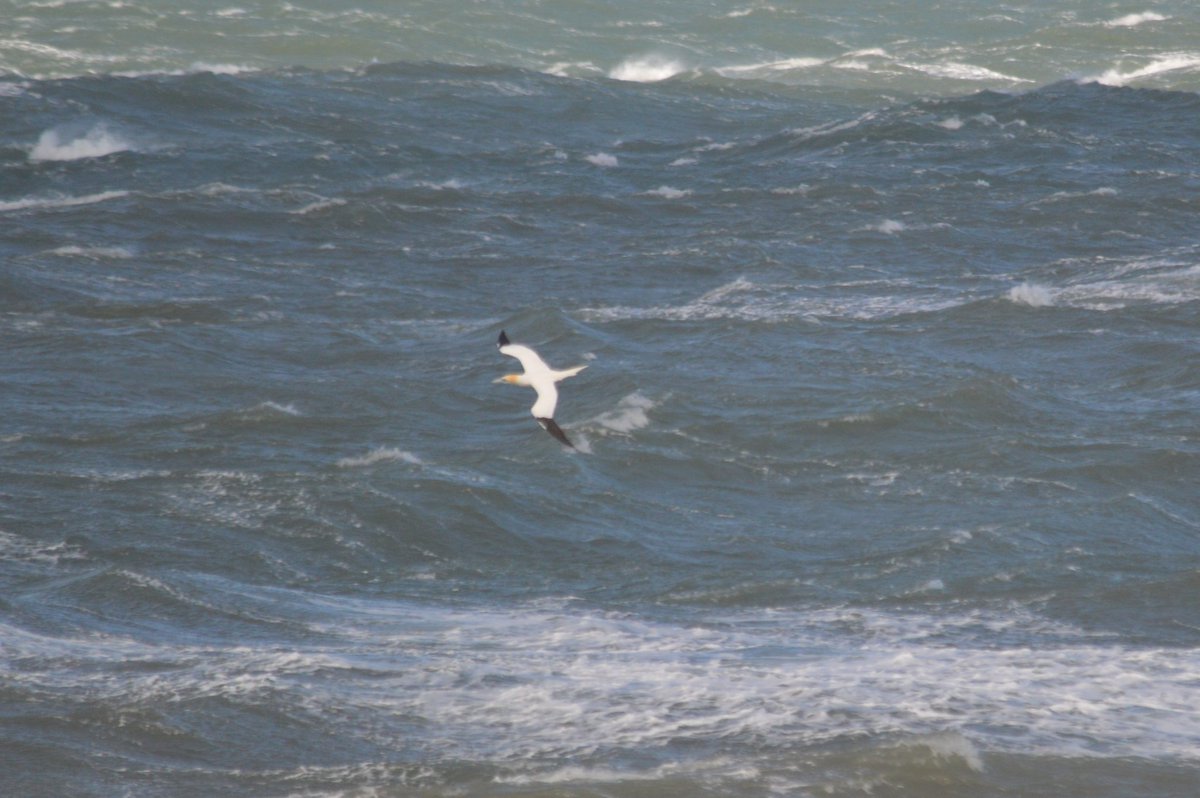 One of the many Gannets going past Cemlyn Bay today in 50mph wind for #BirdsSeenIn2024
