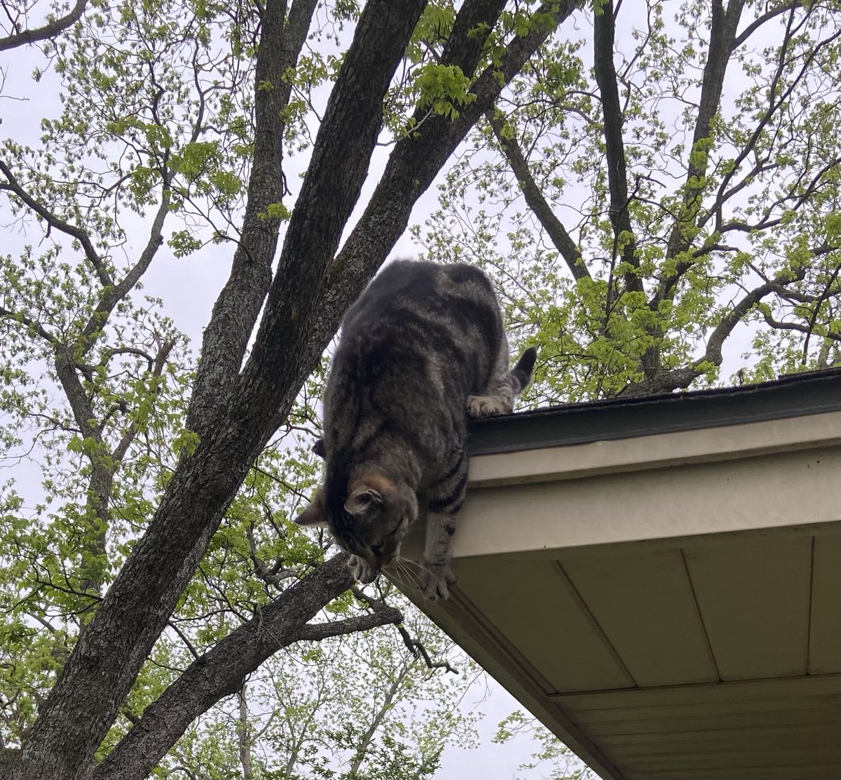 My neighbor’s cat Wendy coming down for breakfast