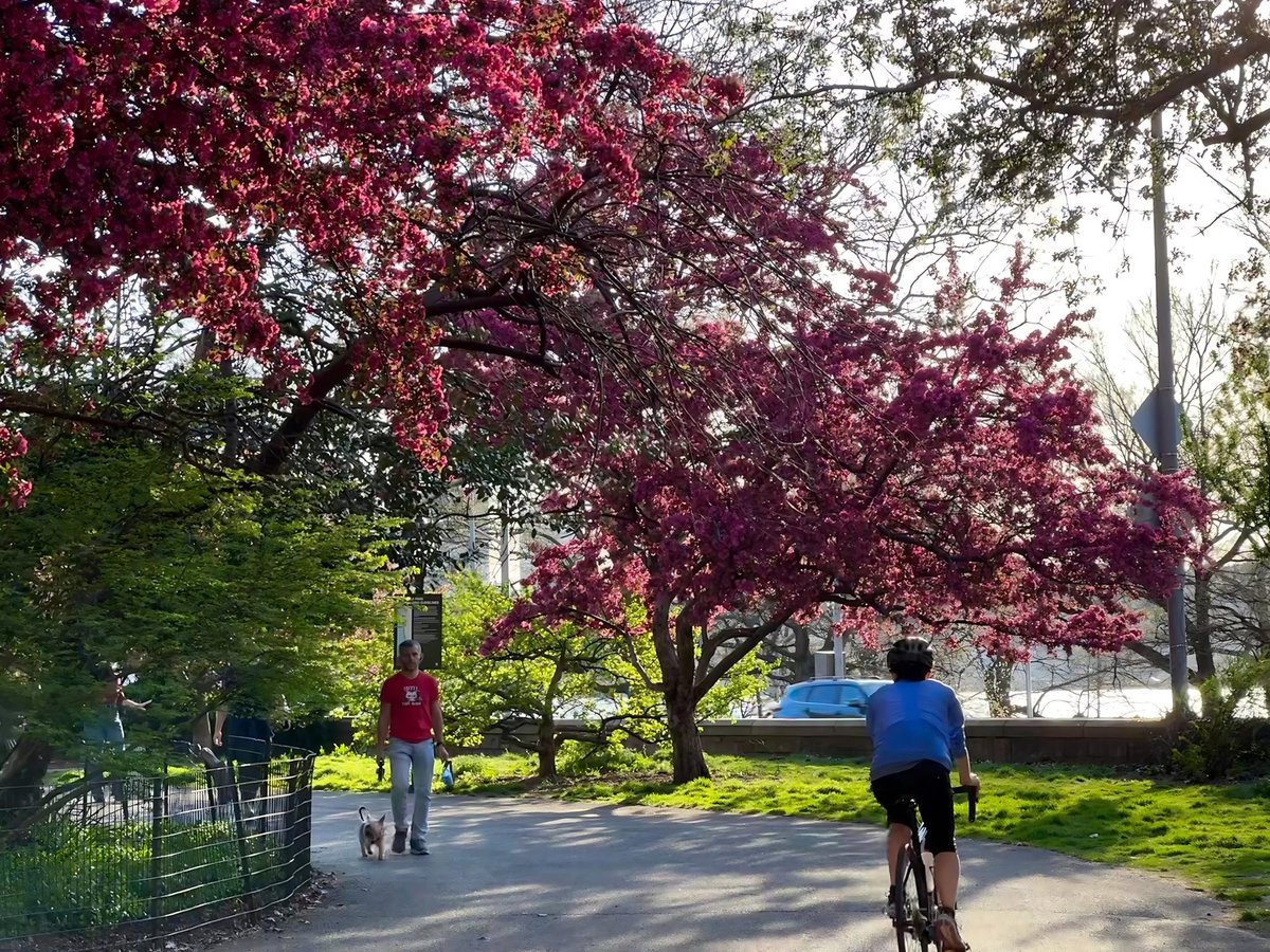 Soak in spring with Forest Bathing! 🌳🌸 Tomorrow, Tuesday, 4/16 at 6:30pm, join us for a guided nature walk, allowing you to connect with the Park in a brand new way at this spectacular time of year. Meet at Hippo Playground. Interested in coming? RSVP: eventbrite.com/e/forest-bathi…