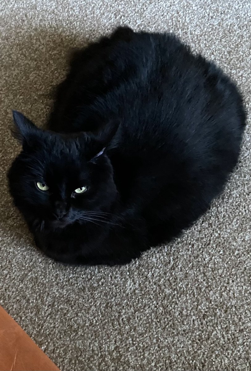 🐾How dare you take a 📸 picture
     of me when my 🍞 isn’t quite 
     ready yet. The nerve!🐾😾
        ❤️😘🤗 to all! 🖤~Sabrina

#MeatLoafMonday #BlackCats #CatsAreFamily #CatPhotos #CatsOfTwitter #CatsOfX #AdoptDon’tShop #Cats