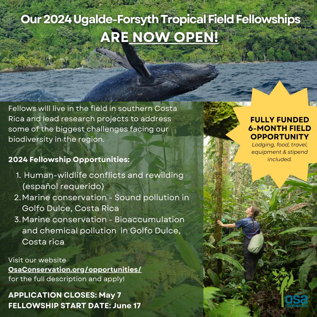osaconservation's tweet photo. FULLY #FUNDED #OPPORTUNITY TO LIVE & LEARN IN THE TROPICAL #RAINFOREST IN #COSTARICA. Fellowship now open. Seeking motivated conservationists to drive #rewidling & #marine #research alongside Osa Conservation for 6 months. Application closes May 7. https://t.co/x54QICeo4j https://t.co/u87JPRM0j8