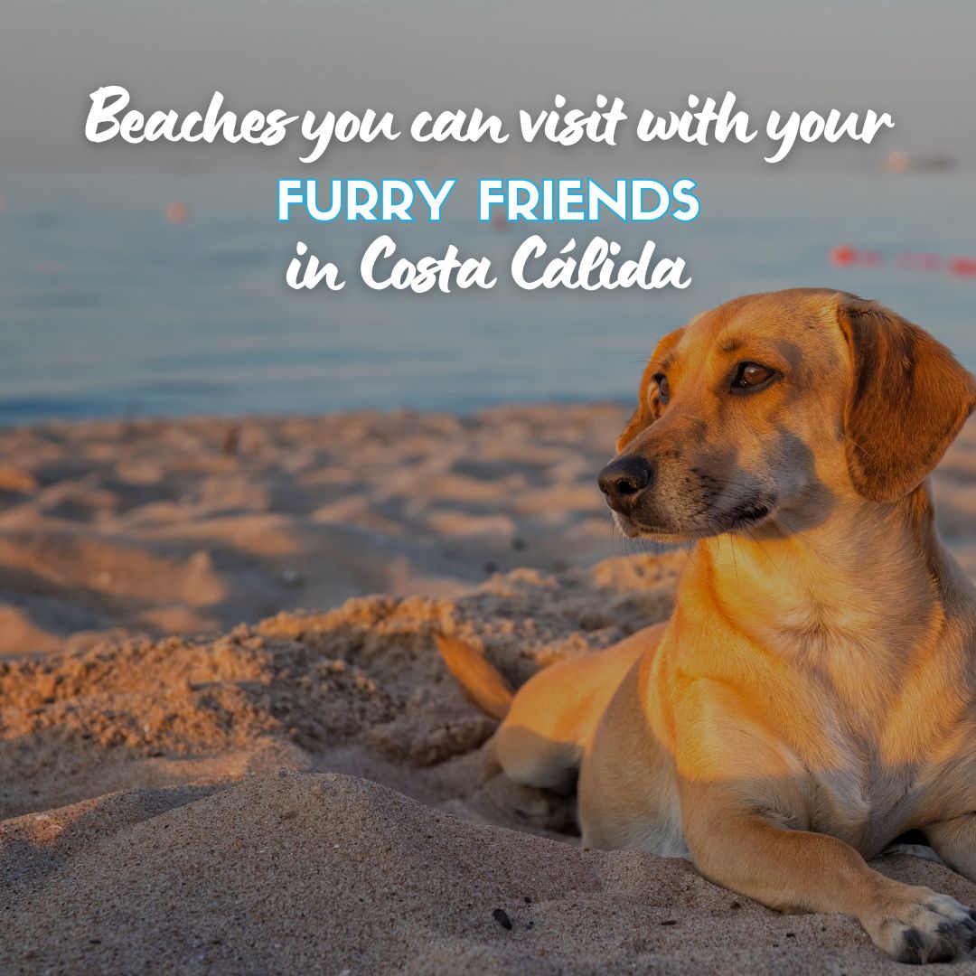 ☀️🐶 Enjoying paradise is easier in good company. 📍 La Calera Beach, La Azohía  📍 Cañada del Negro Beach, #Águilas 📍 Gachero Beach, #Mazarrón 📍 Las Moreras Beach, #Bolnuevo 📍 Las Salinas Dog Beach, #LaManga 📍 Lengua de Vaca Beach, #Cartagena 📍 Cobaticas Beach, Mazarrón