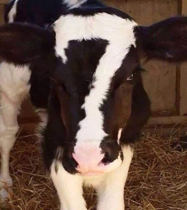 Lucky number 7! 🤞 🐮 🇬🇧 📸 Gary Sampler