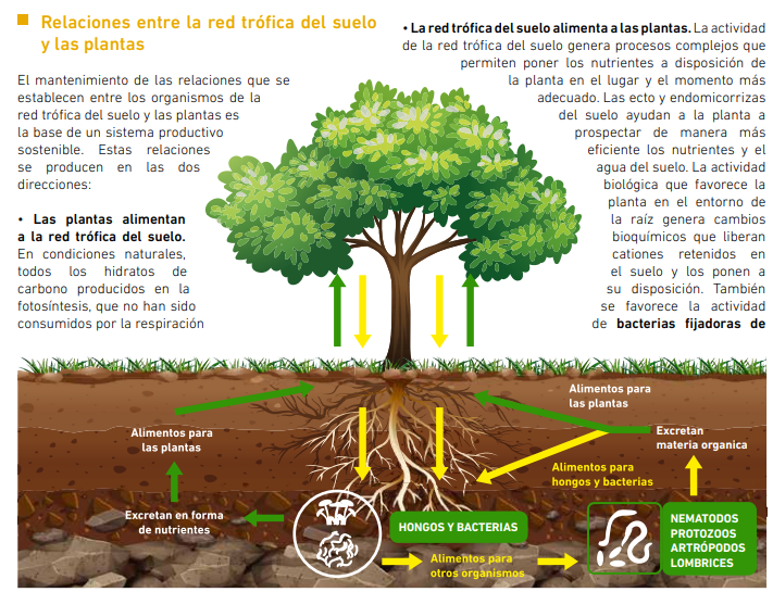 El suelo y las #plantas 🌱✨ Una relación muy estrecha que a veces olvidamos y que resulta clave para la #agricultura 💚