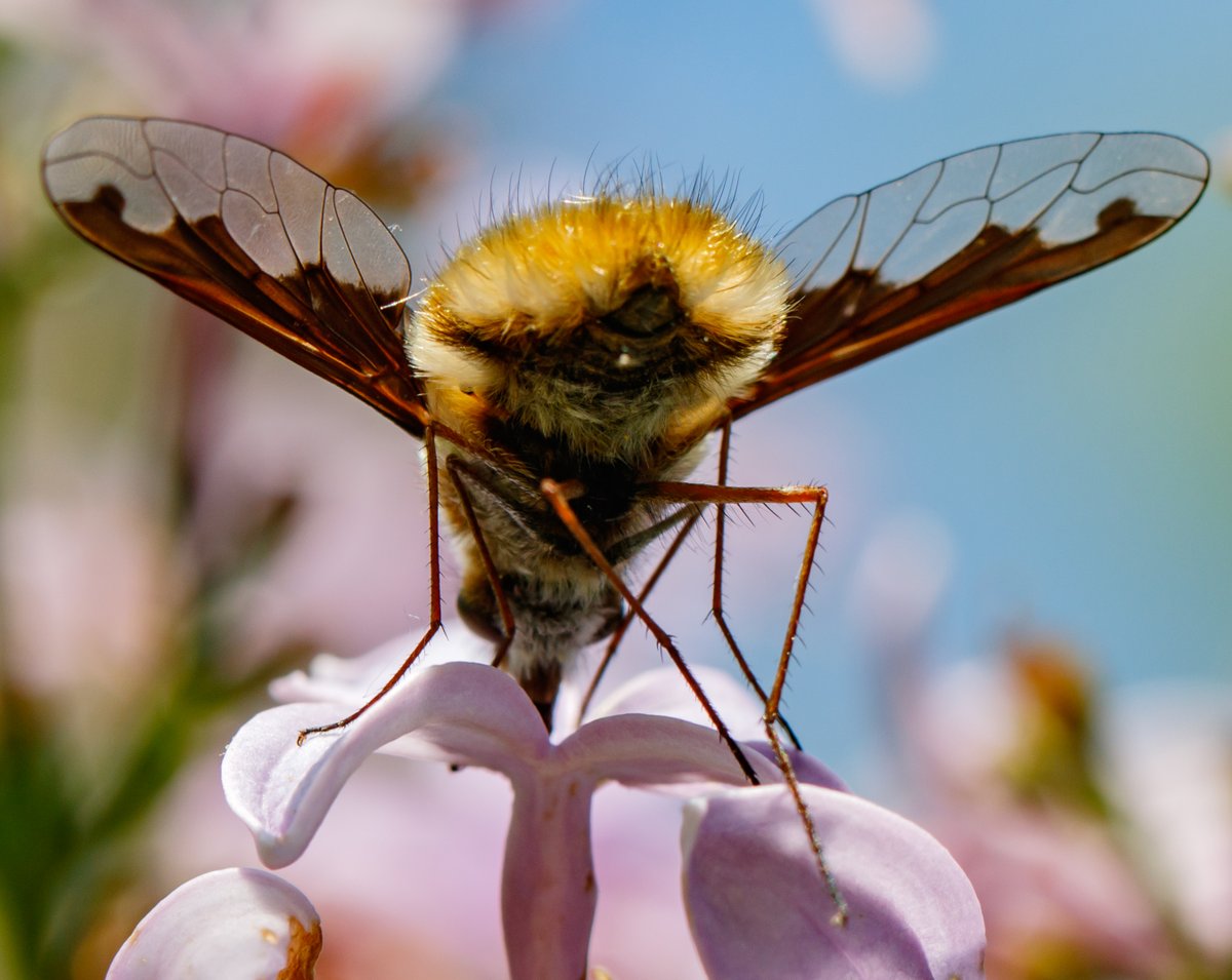 @flygirlNHM @SoldierfliesRS @DipteristsForum @NHM_UKBiodiv @RoyEntSoc @amentsoc @LNHSoc