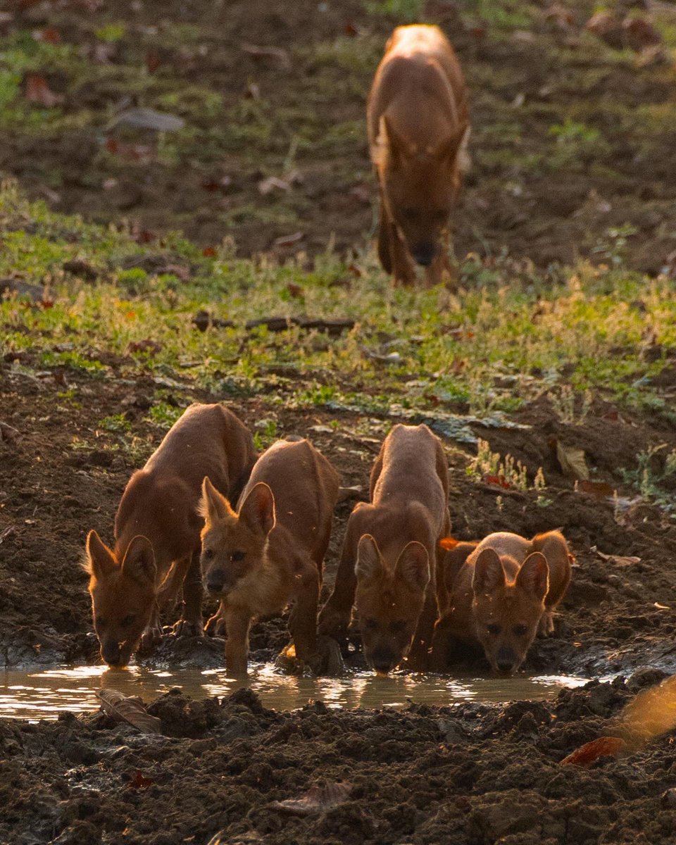 Dhole away your Monday blues 😀😀 . . . @WCSIndia @NatureIn_Focus @SanctuaryAsia @TheWCS @krish_bohra @samarthj_4530 @SahirDoshi @wti_org_india @nehaa_sinha