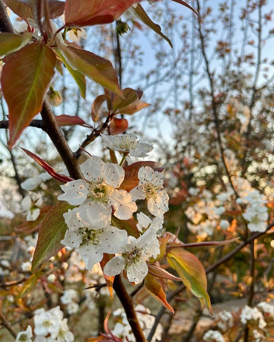 The Himalayan Writing Retreat tweet media