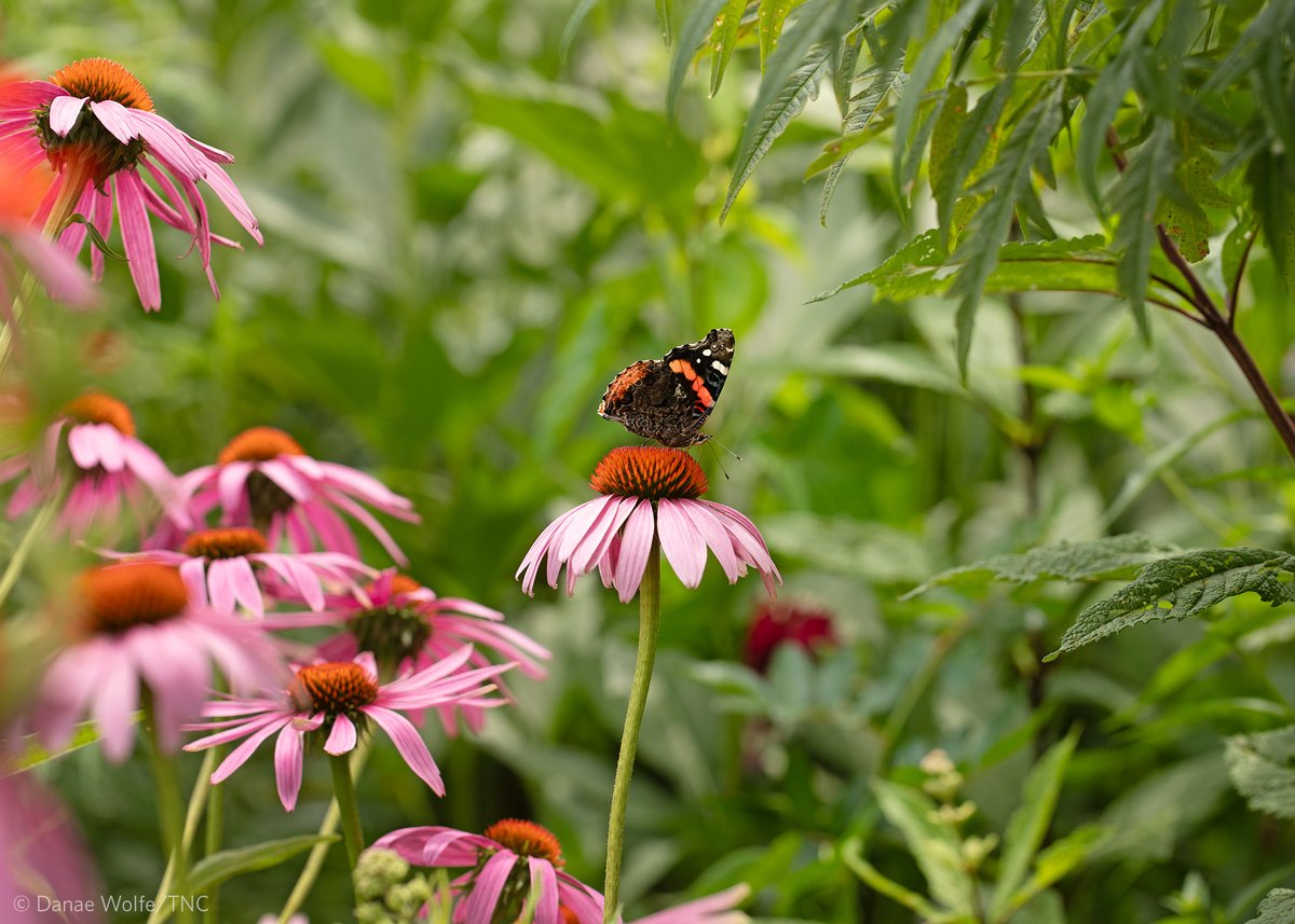 Want to make a difference for conservation from your backyard? Join TNC and @OhioState Extension for an exciting webinar series to learn how to garden for pollinators, grow your own food, compost and more. 🌾 See the full schedule and register: nature.org/en-us/get-invo…