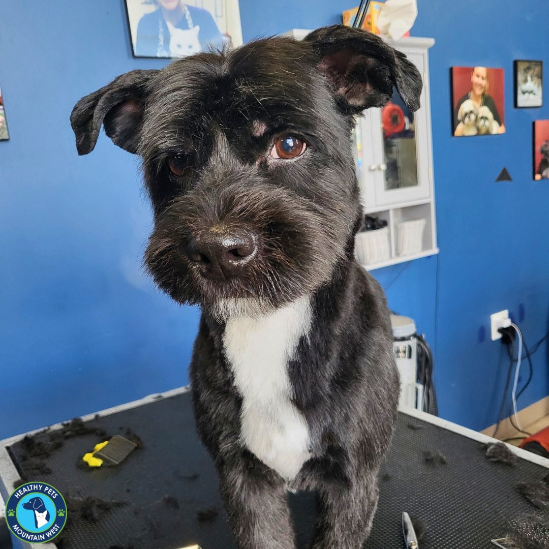 Meet Puppy 🐾
.
.
.
#doggrooming #dogs #healthypets #cottonwoodheights #utahdogs