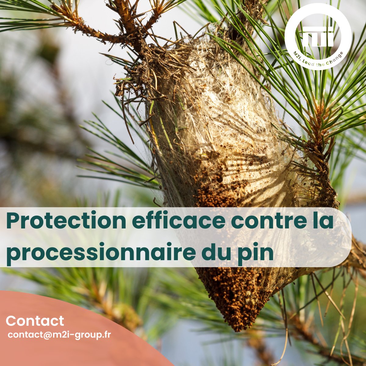 M2i Group propose des solutions innovantes et efficaces pour arrêter la prolifération de ces ravageurs et protéger ainsi efficacement les pins des communes et des forêts.