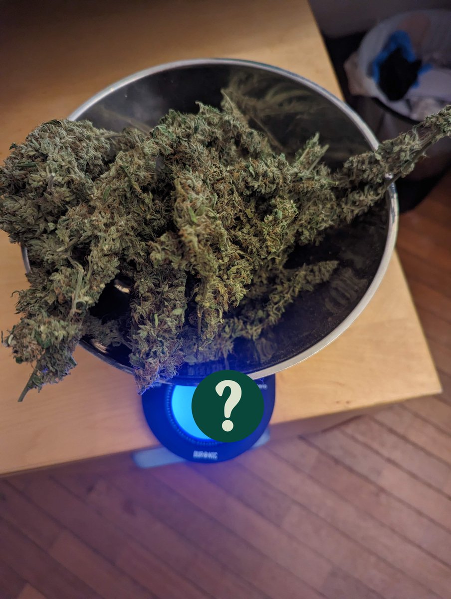 Growers! Can you guess the weight of these Skunk XL buds? 👀 Is it 45g, 68g, or 89g?