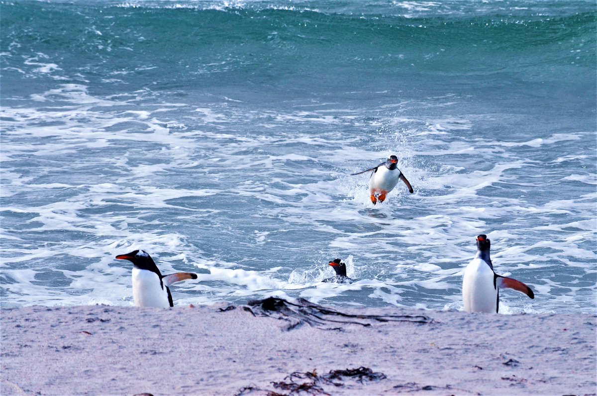 The closest this athletic #GentooPenguin will get to flight! 😮😆

#falklandislands #falklandislandswildlife #NaturePhotography  #penguins  #falklandislandstourism