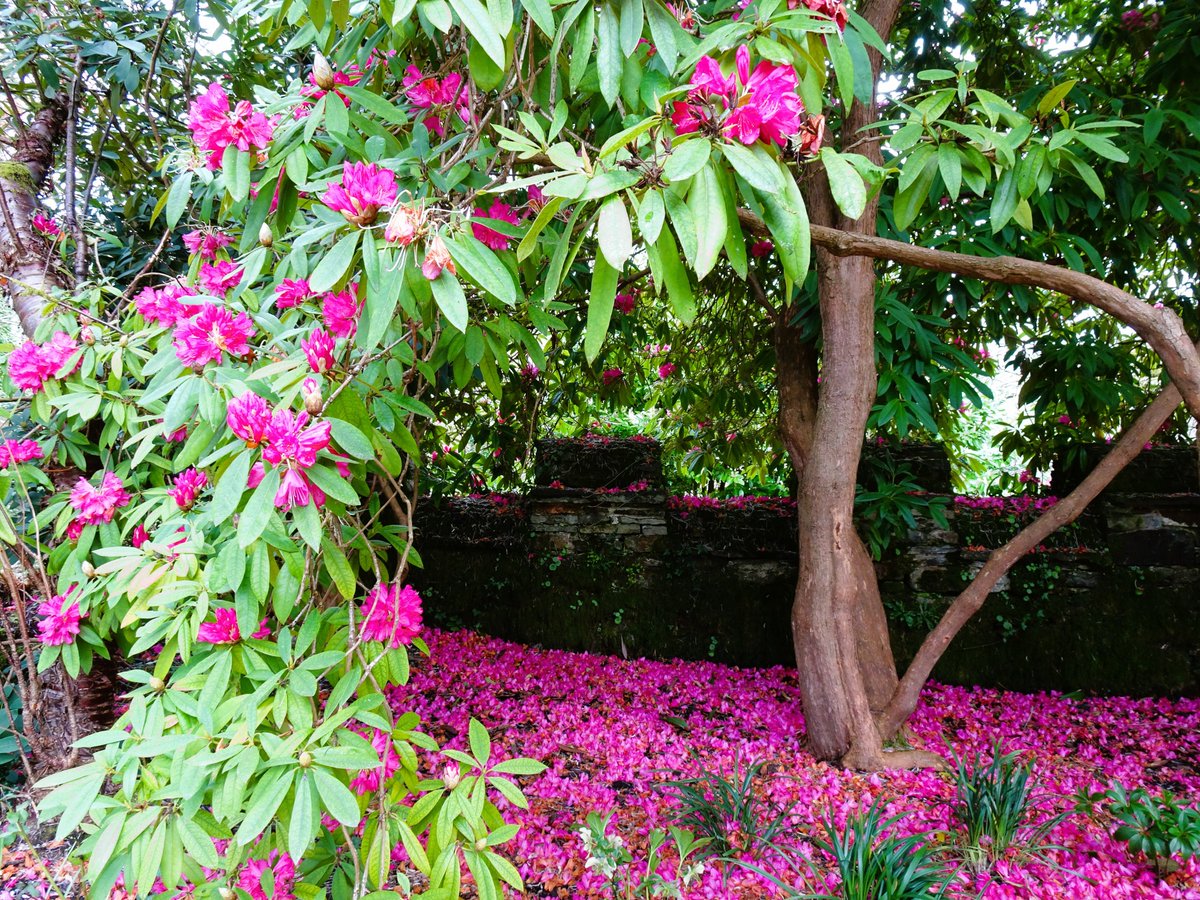 The camellias in my garden have dropped their last blooms and in public gardens' the fallen petals are a delight. I've written about them in the past - you might like to read my previous blog posts here: wordloft.co.uk/blog/celebrati… wordloft.co.uk/blog/camellia-… #camellia #pink #shrubs