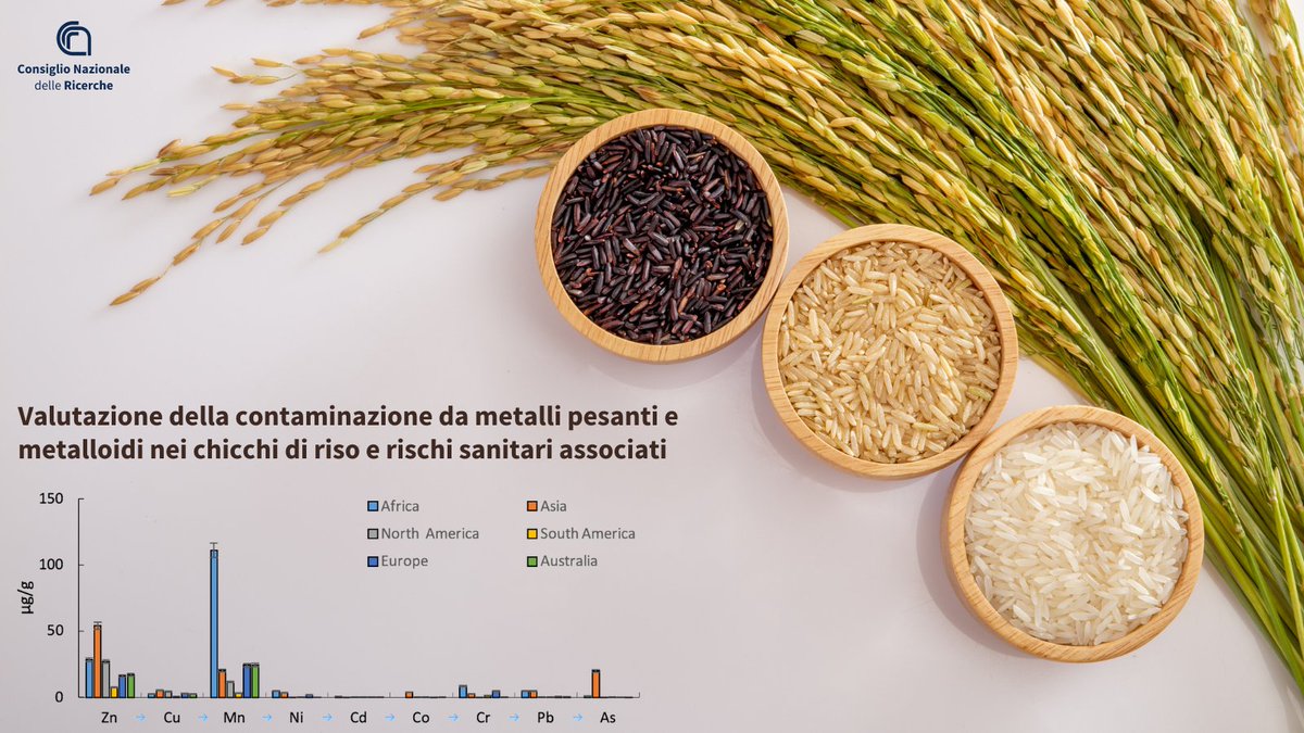 Lo sviluppo dell'economia rende più grave l'inquinamento da metalli pesanti e metalloidi: la contaminazione di questi ultimi nei chicchi di riso diventa un problema di portata mondiale. Ecco lo studio che ne valuta i rischi per la salute 👉cnr.it/it/news/12626 @MC_Carro