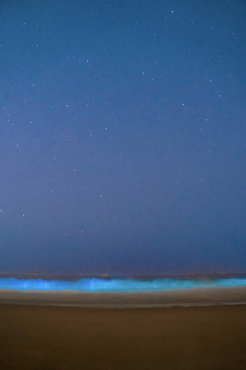 EvelynSalgadoP's tweet photo. ¡Buenos días amigas y amigos! 👋 ¿Vieron lo espectacular que lucía el mar en Pie de la Cuesta en #Acapulco con la bioluminiscencia ayer por la noche? Me hicieron llegar esta hermosa fotografía y no podía dejar de compartirla con ustedes. 🌊 ¿A poco no es una belleza? 🤩

📸 Daniel Carranza