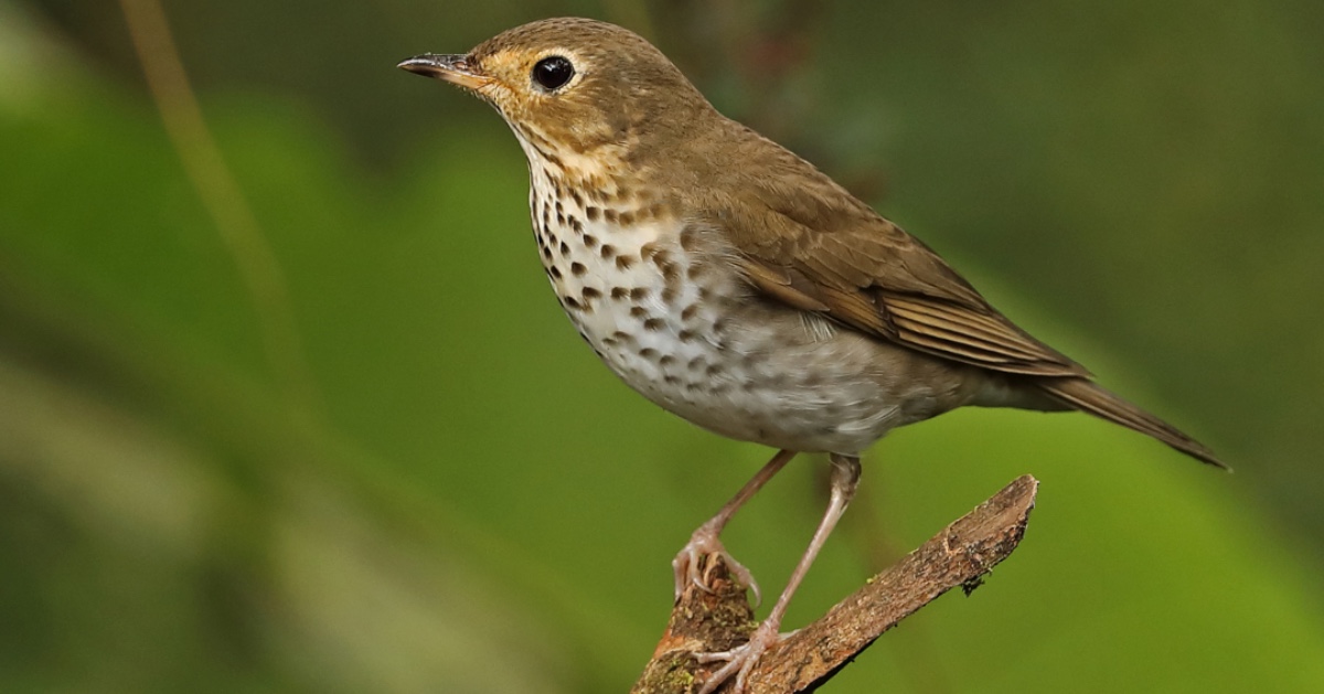 It is bird nesting season 👀 Check the area for bird activity a few days before any vegetation removal. For more information go to firesafemarin.org/wp-content/upl… #MarinCounty