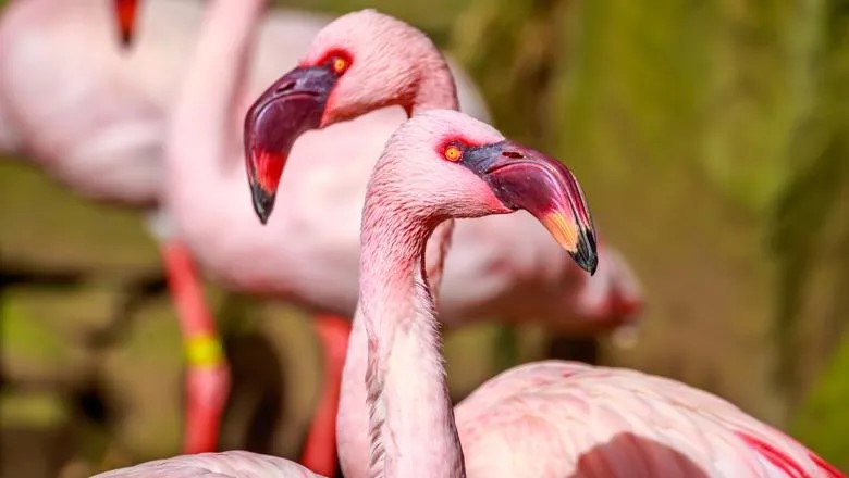 New research led by King’s has revealed how the Lesser Flamingo is in danger of being flushed from its historic feeding grounds. This has serious consequences for the future of the species. Read more: loom.ly/PKbqWDs #ForeverKings 🦁