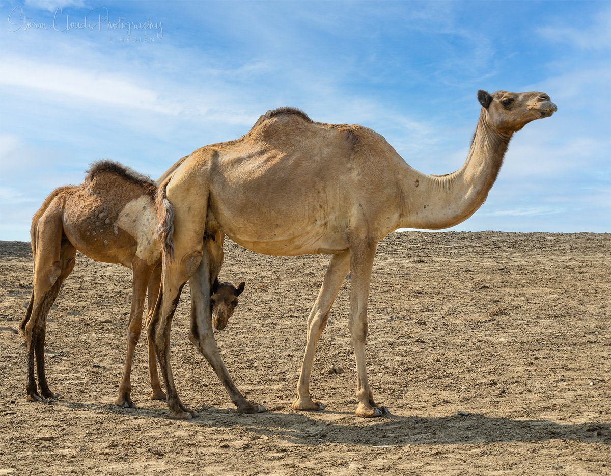 A mama one- humper #camel 🐪 and her #baby peeking out on the #Ethiopian plains. 😎🇪🇹 #travel #travelphotography #zcreators #z9 #nikon #wildlifephotography #nikonoutdoors #Africa #scenic #beautiful #photography #natgeo #natgeophotos #natgeoyourshot @riyets #discovery