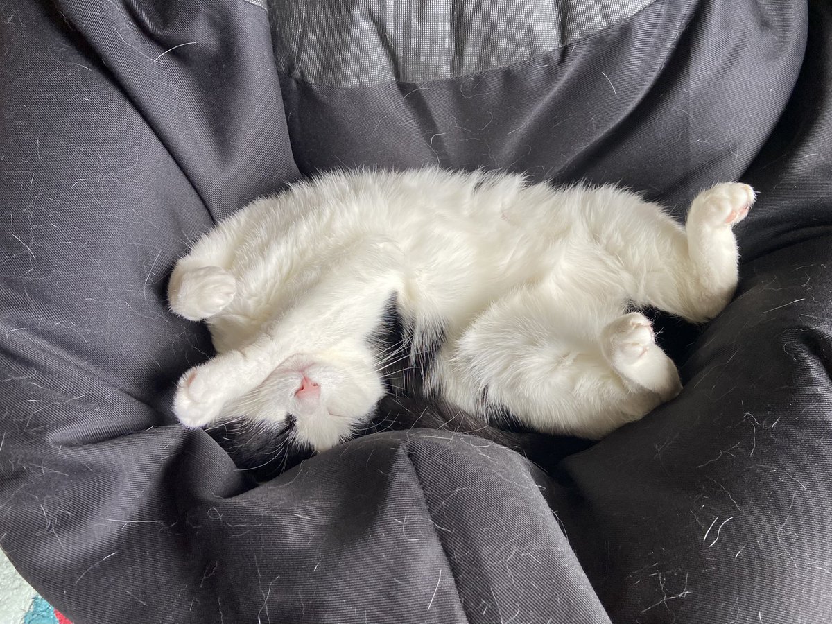 Aaaaaaaaand…. Relax 🐱