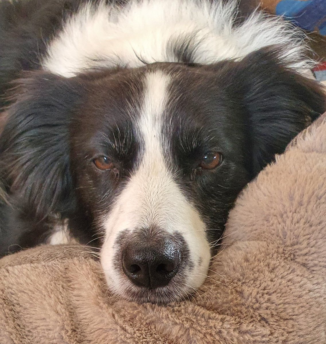 brigthecollie's tweet photo. Yes? Can I help you? I was just napping... #bordercollie #rescuedog #rescuedogsofx https://t.co/EcNAFdop71