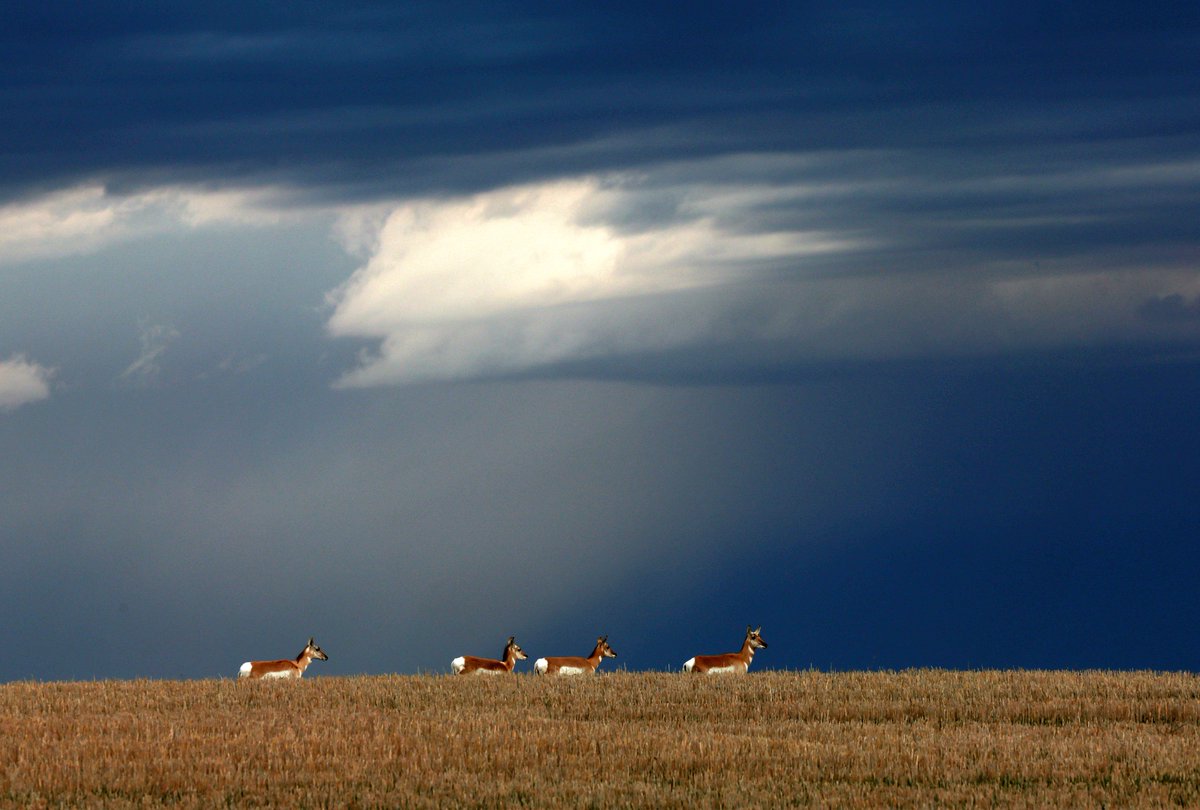 Pronghorn watch a thunderstorm rolling across the prairie near Acton, Montana as a cold front arrives in the region Monday morning.