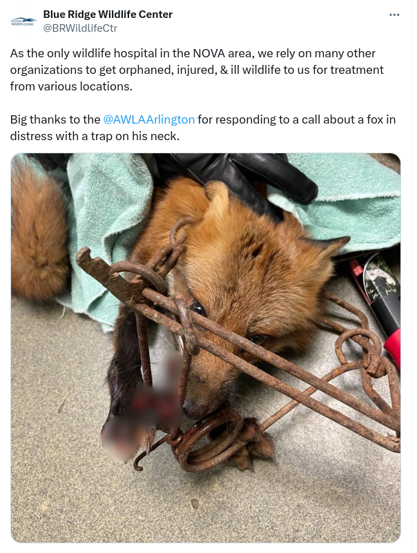 Thank goodness for wildlife rehabbers, they are the angels out there saving wild animals. This fox survived this awful illegally set trap in Virginia thanks to their care. 
#BanTraps #BanTrapping #ProtectWildlife