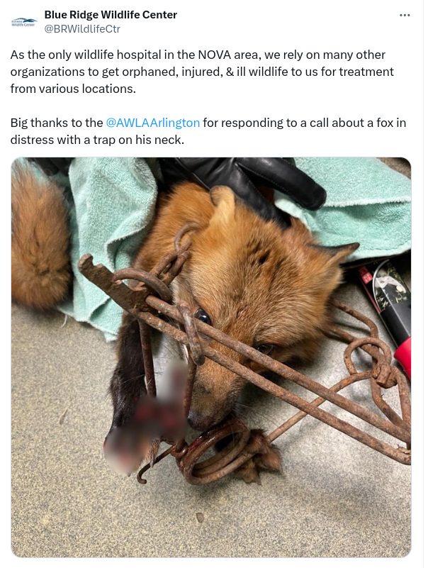 NHCART's tweet photo. Thank goodness for wildlife rehabbers, they are the angels out there saving wild animals. This fox survived this awful illegally set trap in Virginia thanks to their care.
#BanTraps #BanTrapping #ProtectWildlife https://t.co/0c3URz84JW