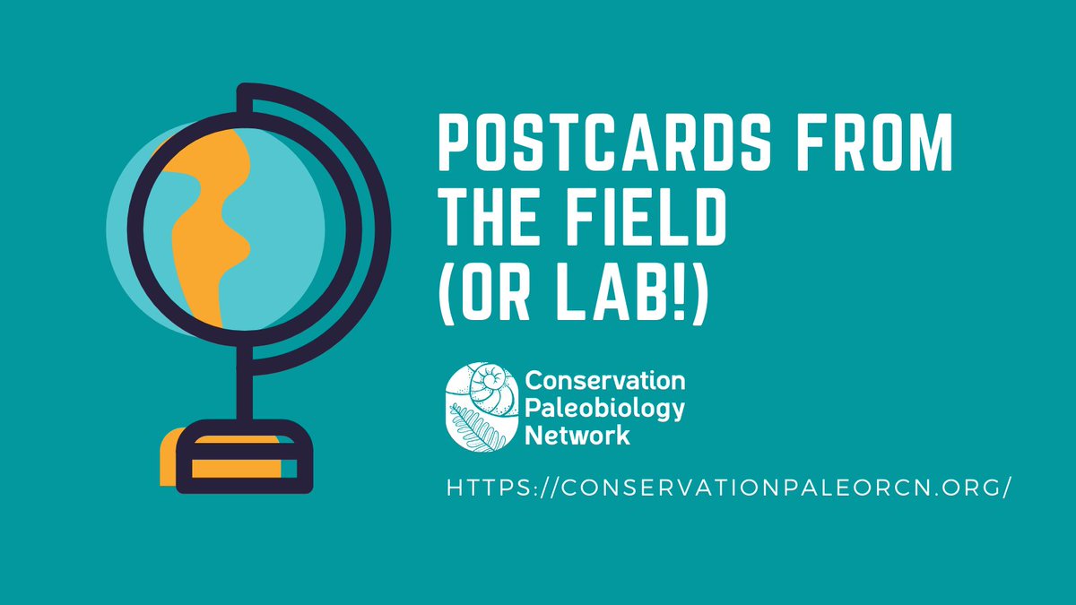 CnsrvPaleoNetwk's tweet photo. Attention all Conservation Paleo people!

What have you been up to this Spring?  We want your "Postcards" from the field/lab/museum for our upcoming newsletter! 

Send a photo and short paragraph description to us at: conservationpaleo@floridamuseum.ufl.edu https://t.co/iwtqbbwWjn