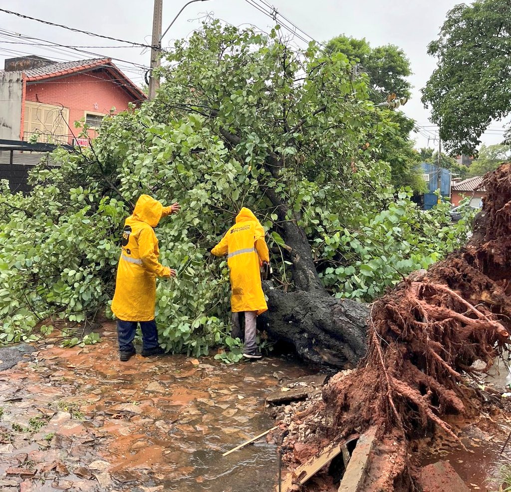 Acción inmediata durante el temporal⚡🏃🏾 Desde el inicio de los reportes recibidos por árboles caídos, nuestro equipo de contingencia salió a las calles para el despeje y posterior levantamiento de ramas y troncos, devolviendo así la transitabilidad a las arterias afectadas.