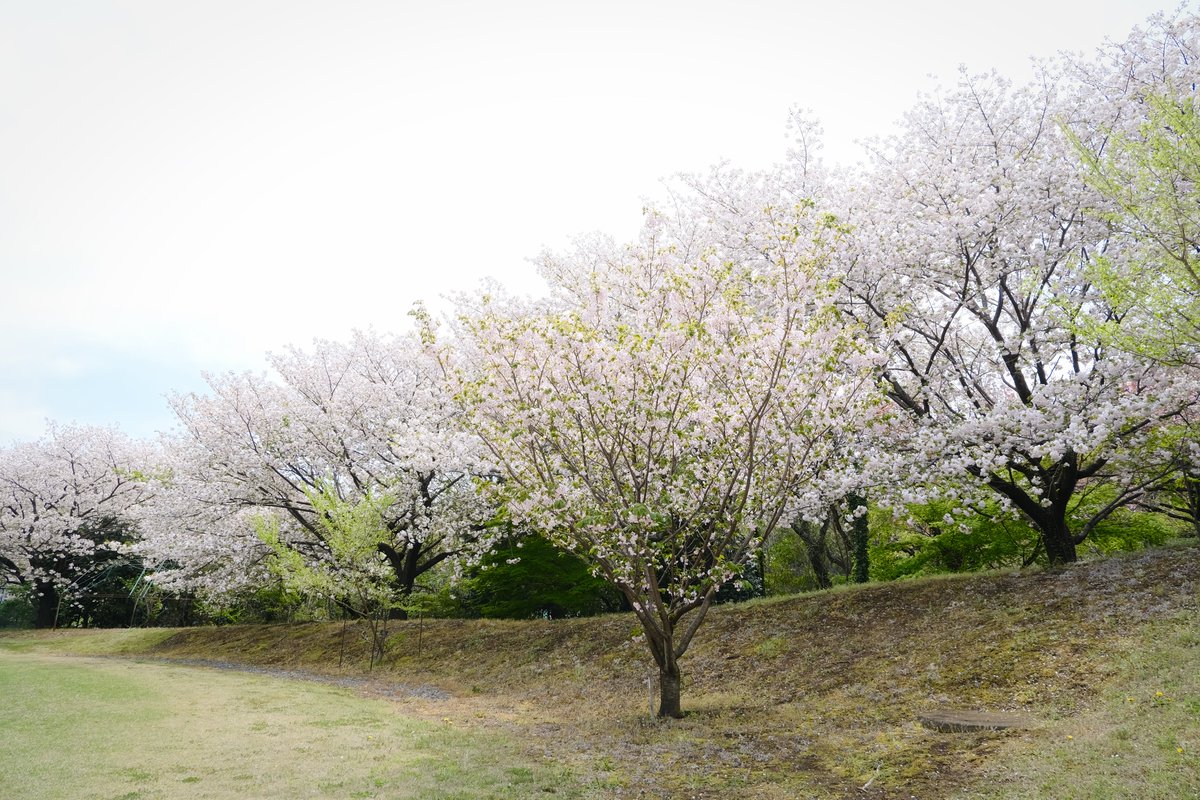 #TLを花でいっぱいにしよう 
#桜 #cherryblossoms 
#写真好きな人と繋がりたい 
#photograph #photography 
#FUJIFILM #fujifilm_xseries #xs10 
サトザクラ