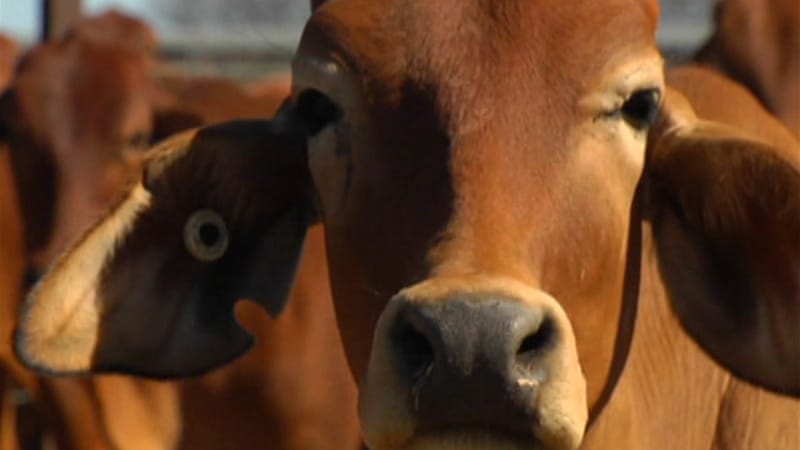 Govt, livestock farmers clash over drought destocking  newzimbabwe.com/govt-livestock…