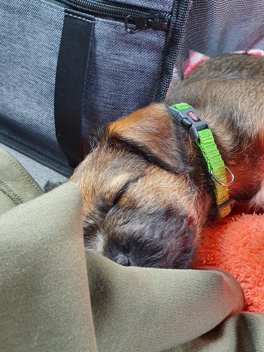 It's my 2nd gotcha day . This was ickle me on my way home. #gotchaDay #BTPosse #borderterrier #Rubeae #Mondayvibes