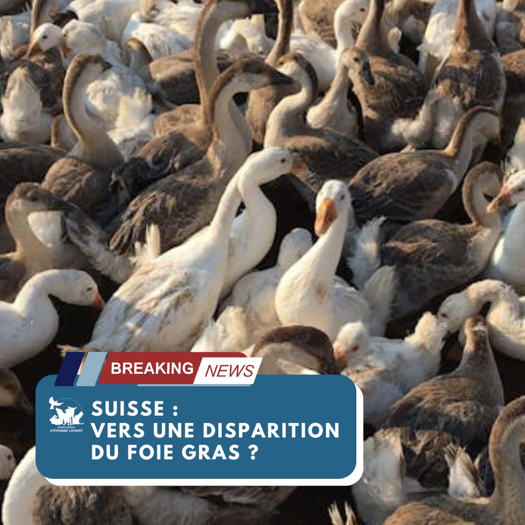 📰[NEWS]📰

En #Suisse, le #gavage des volailles est déjà interdit depuis 40 ans mais l’importation des produits issus de cette méthode est encore autorisée (200 tonnes de foie gras importées en 2023) !

Deux initiatives des défenseurs des #animaux souhaitent mettre en place…