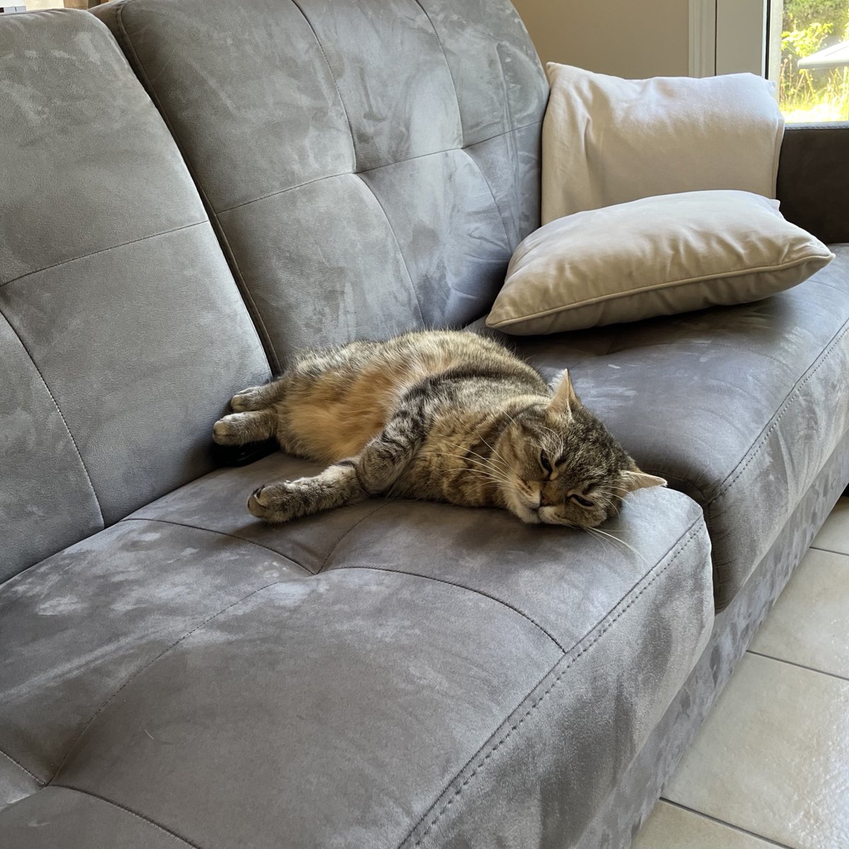maki_lechat's tweet photo. Hier je me suis fait engueuler soit disant que c’était un bébé souris gna-gna-gna…
Donc aujourd’hui c’est grève.
Ce matin ⬇️                 Cet après-midi ⬇️ https://t.co/eEs5ZWai4T