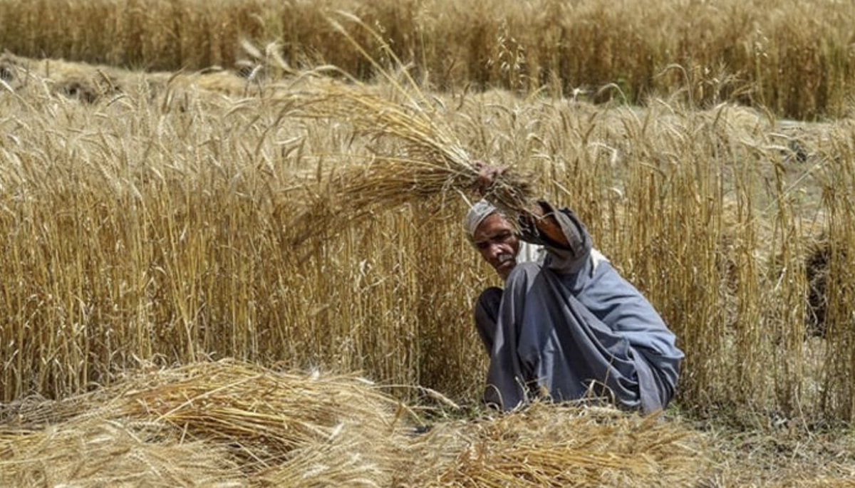 The emergence of #Akbar2019, a #wheat variety famous for its high zinc content, marks a significant turning point in Punjab’s agricultural landscape in #Pakistan. This innovation has become the most popular wheat choice, highlighting the success of collaborative efforts in