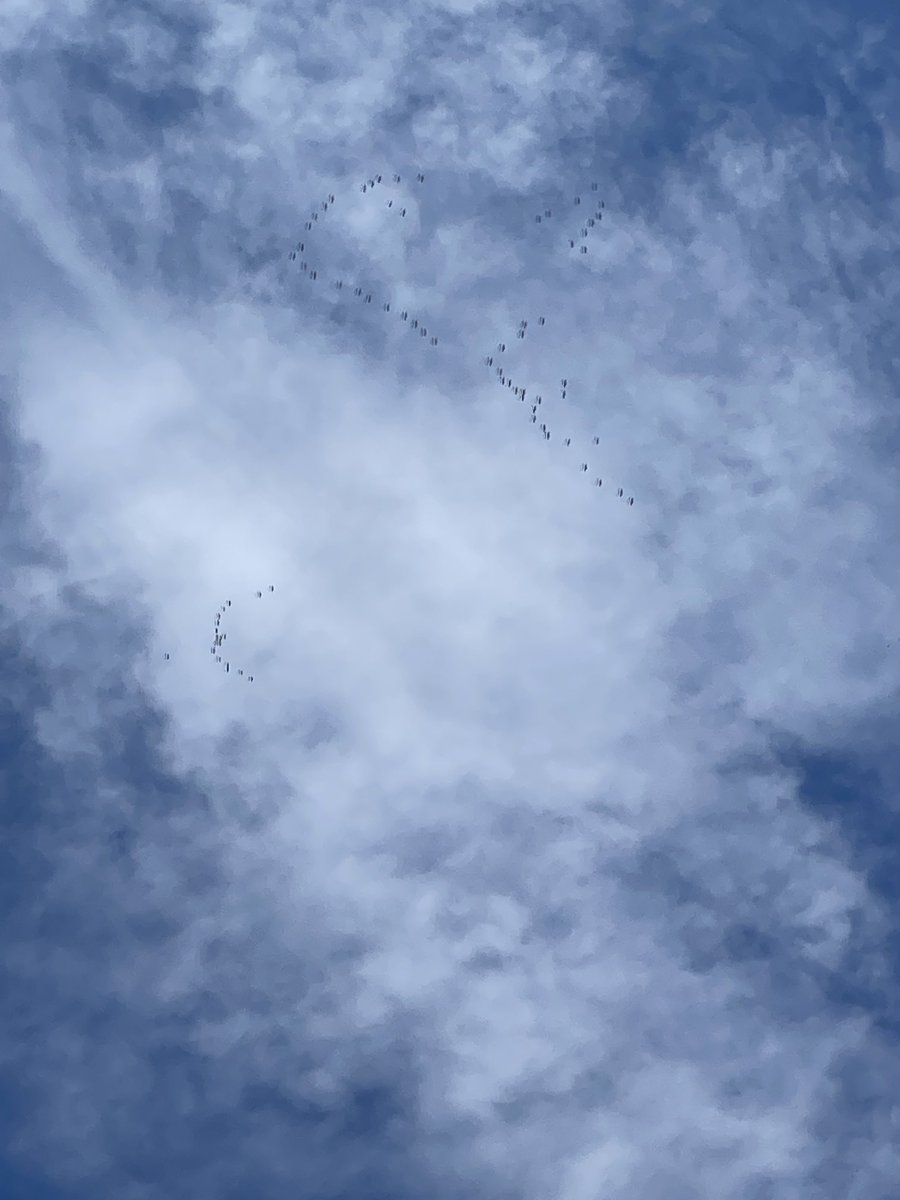 It is always a funding of spring to hear the Sandhill Cranes warbling far over head!