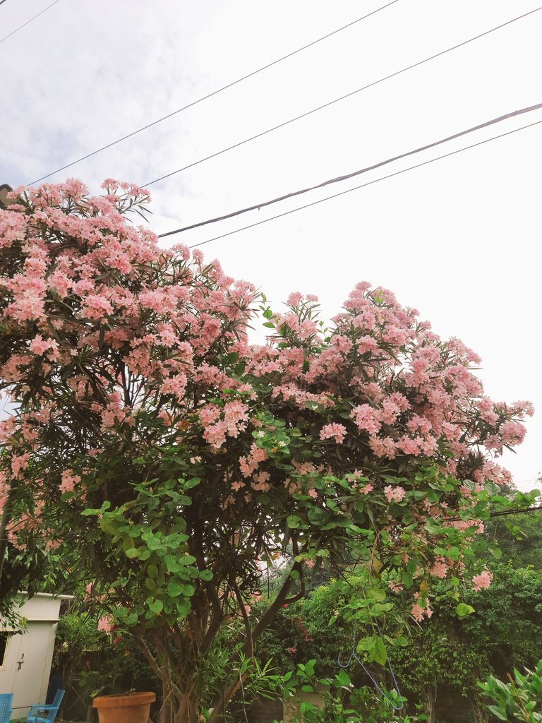 Cherry blossom in Faridabad🌸