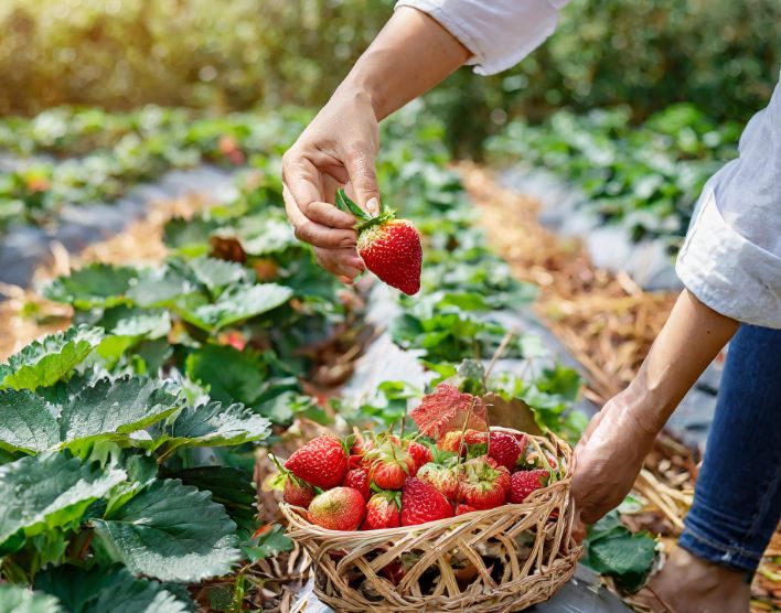 kbft899fm's tweet photo. Strawberry (ode’imin) - Anishinaabe Word of the day.

Elders used O-day’min, the seeds of which are on the outside, not hidden on the inside, to share teachings about vulnerability. O-day’min teaches about creation, community and love. 

https://t.co/QpYhyjf3XW https://t.co/cKk2YRZ4cH