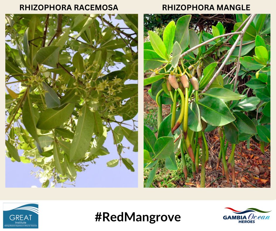 The most common mangrove tree is the red mangrove, Rhizophora. Did you know there are two types of red mangroves in The Gambia? Rhizophora mangle and Rhizophora racemosa. Can you differentiate between the two?