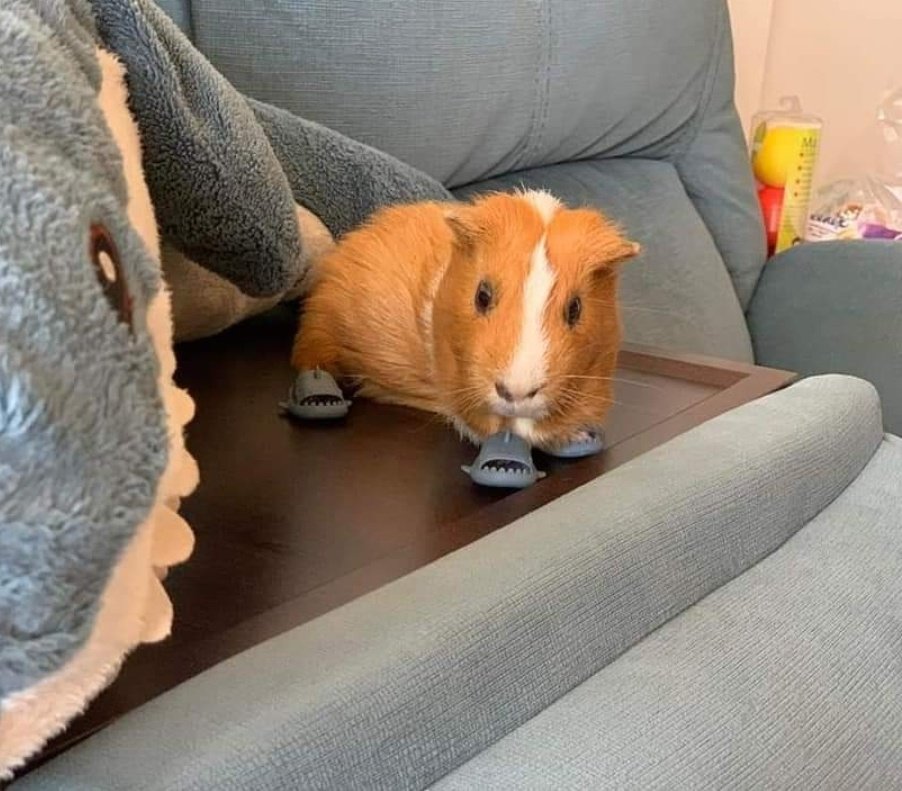 BichinhosFB's tweet photo. ⚠️ ATENÇÃO

Porquinho da Índia usando chinelinho tubarão https://t.co/aeBsmps8gm