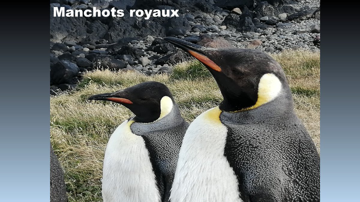 De retour des îles #Kerguelen. Dans le cadre du programme #PlantAdapt, Annick Battais labo @GeosciencesR est partie 3 mois dans ce territoire français subantarctique #TAAF Récit de sa mission et premières impressions! cc @CNRS_INSU @CNRS_dr17 @RennesUniv 🐧osur.univ-rennes.fr/actualites/de-…