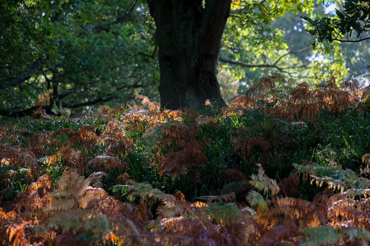 Significant areas of policy which affect Scotland's natural environment are reserved to the UK government. Ahead of the next general election, we're calling on all parties to ensure their manifestos address the nature crisis. Read more: scotlink.org/nature-and-the… 📸Sandra Graham