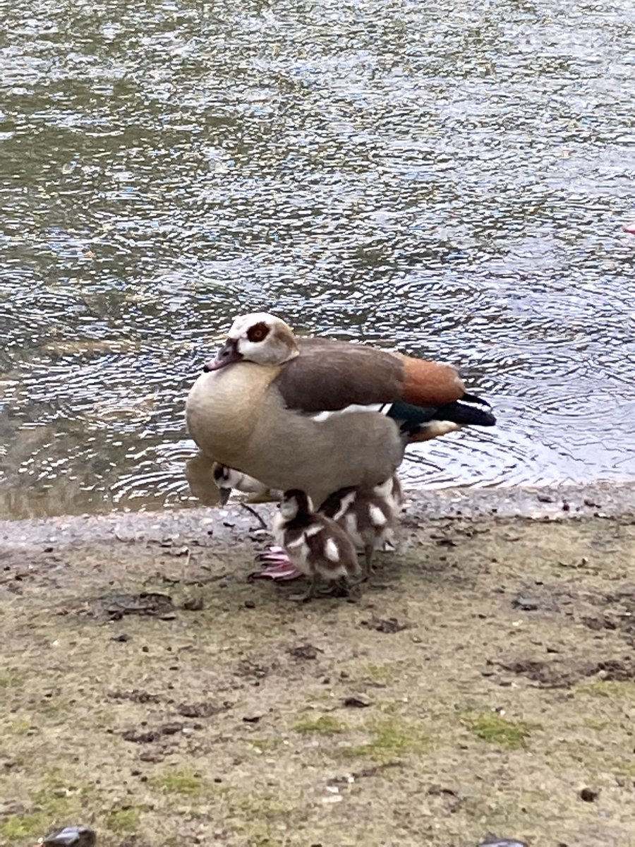 Nesting season is in full flow at the @theroyalparks! You’re likely to see goslings or ducklings around the lake and hopefully some cygnets soon! Please respect the birds’ space and keep dogs on leads nearby . Swans are very defensive (i.e brilliant parents) 🦢🐣 #spaceforall