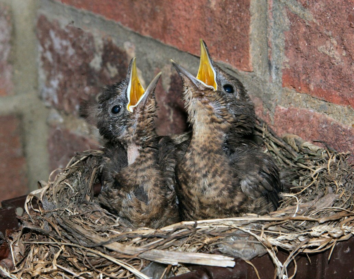 Spring time means nests, eggs and baby animals - so how many nests have you spotted while out and about? And did you know birds aren't the only animals to have nests? 🌱 Roots & Shoots UK 🌱 rootsnshoots.org.uk/blog/2024/04/0…