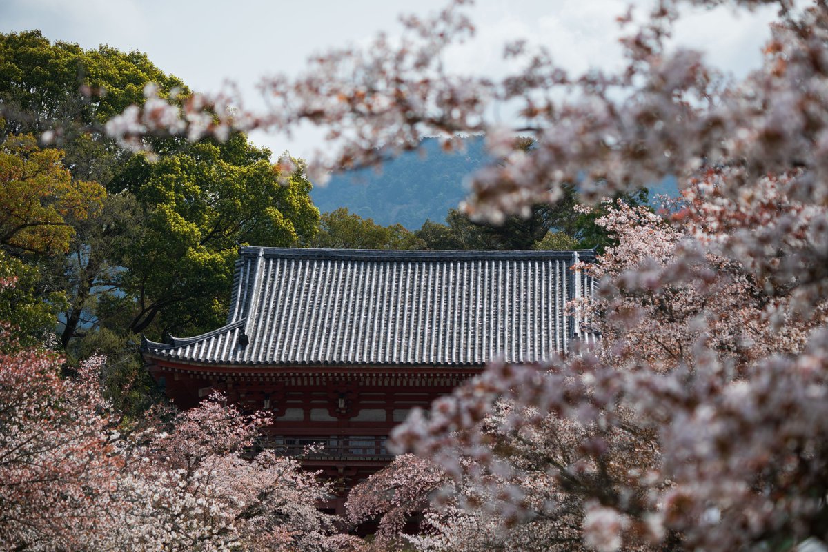 【Photos】
#Daigoji #temple
#Japan #Kyoto #Fushimi
#travel #walk #worship
#architecture #NiomonGate
#cherryBlossom
#ToyotomiHideyoshi

Date of shooting: April 6th 2024

#ongooglemaps #letsguide #googlelocalguides