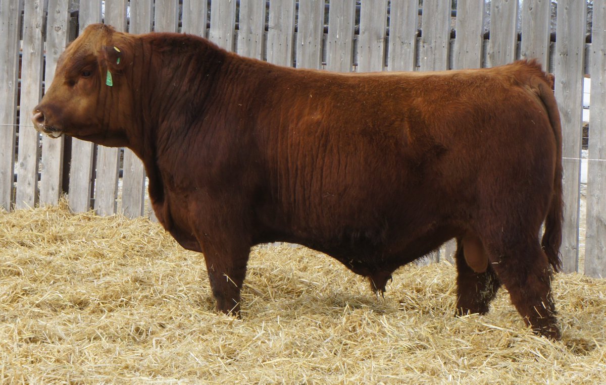 Bull sale is getting closer here is lot 1 for more info please call 4033577571
Bw 92 son of red Allison architect