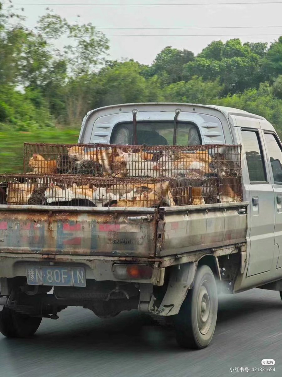 They are not on the way home but on the way to slaughterhouse. China. On April 14th, 2024, a cat cart with stolen cats was spotted in Zhanjiang, Shenhai Expressway. The cart is bound for Guangdong and Guangxi. #catmeattrade #wrarenotfood #catslifeinchina #catsofchina #catmeat